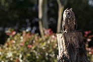 Long Eared Owl In Naturalistic Surroundings