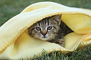 Kitten and Blanket