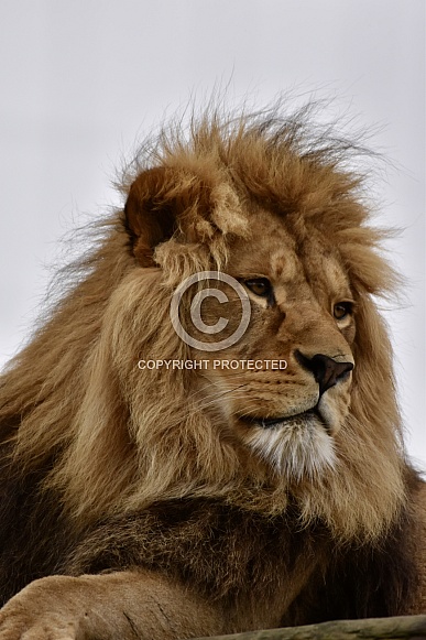 African Lion