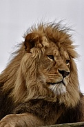 African Lion