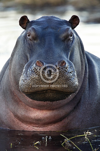 Hippopotamus (Hippopotamus amphibius)