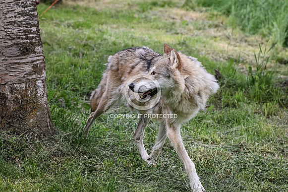 Tundra Grey Wolf Tundra Grey Wolf