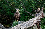 Juvenile bald eagle on a rock by a dead tree