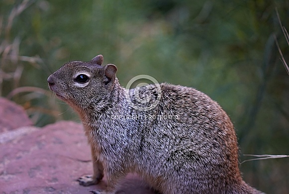 Rock Squirrel