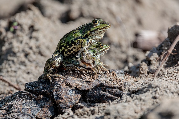 Green frog in the water