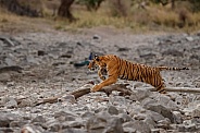 Beautiful tiger in the nature habitat. Tiger pose in amazing light. Wildlife scene with wild animal. Indian wildlife. Indian tiger. Panthera tigris tigris.