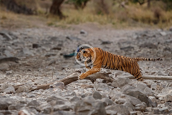 Beautiful tiger in the nature habitat. Tiger pose in amazing light. Wildlife scene with wild animal. Indian wildlife. Indian tiger. Panthera tigris tigris.