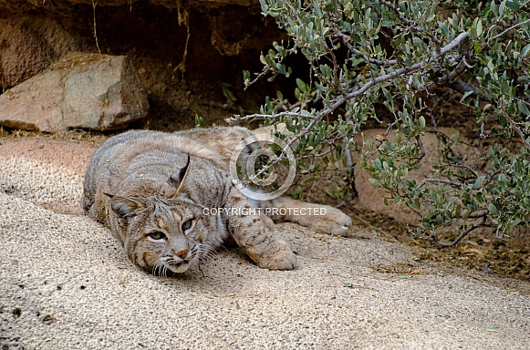 Bobcat