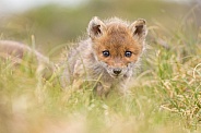 Red fox cubs