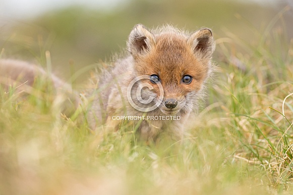 Red fox cubs Red fox cubs
