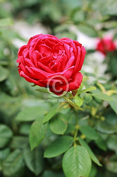 Red Rose