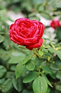 Red Rose