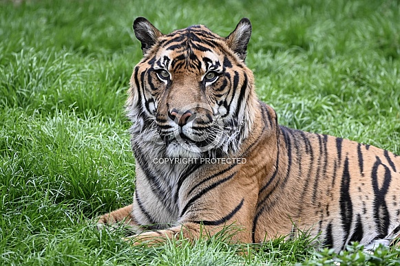 Sumatran Tiger