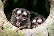 Three-striped night monkey (Aotus trivirgatus)