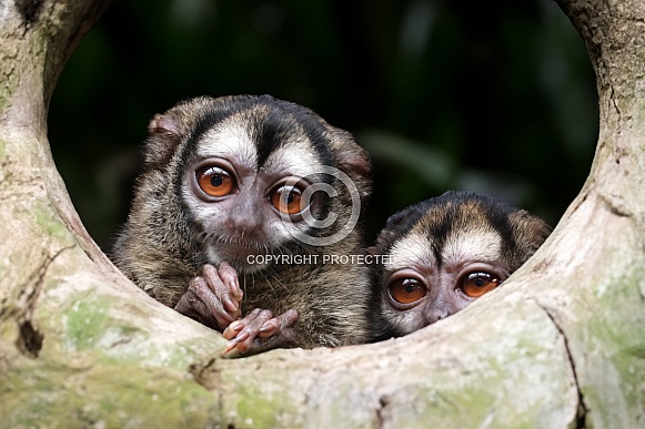 Three-striped night monkey (Aotus trivirgatus)