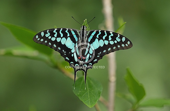 Common Swordtail