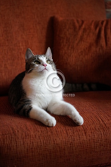 Domesticated Cat Domesticated Cat