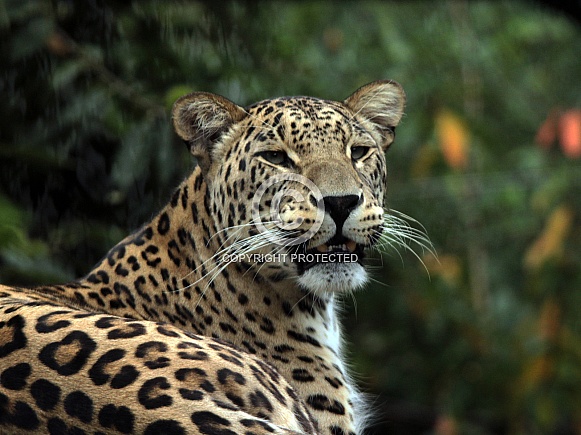 North Persian Leopard North Persian Leopard