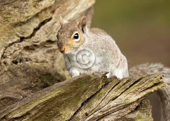 Grey Squirrel Grey Squirrel
