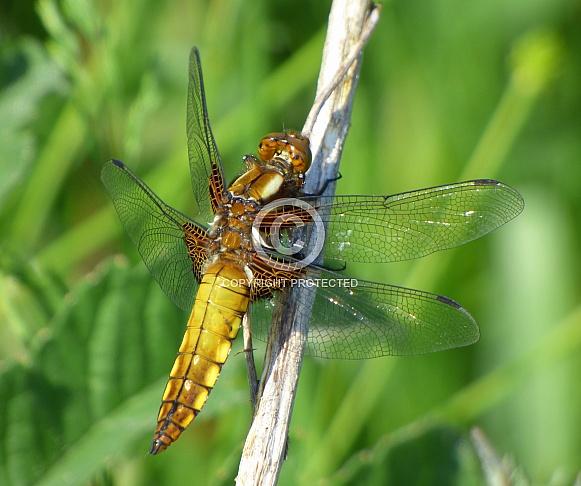 Broad-bodied Chaser Broad-bodied Chaser