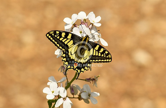 Swallowtail Swallowtail