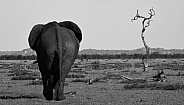Elephant walking into the distance
