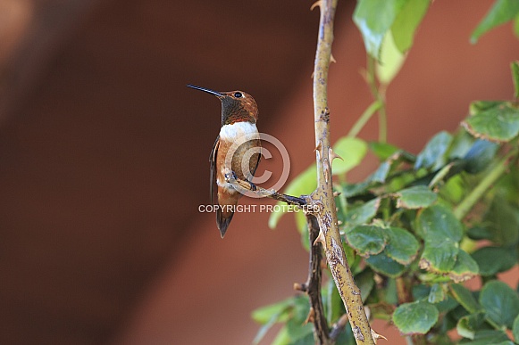 Male Rufous Hummingbird