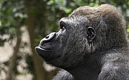 Male Gorilla Side Profile Close Up