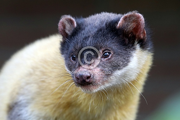 Yellow throated marten (Martes flavigula) Yellow throated marten (Martes flavigula)