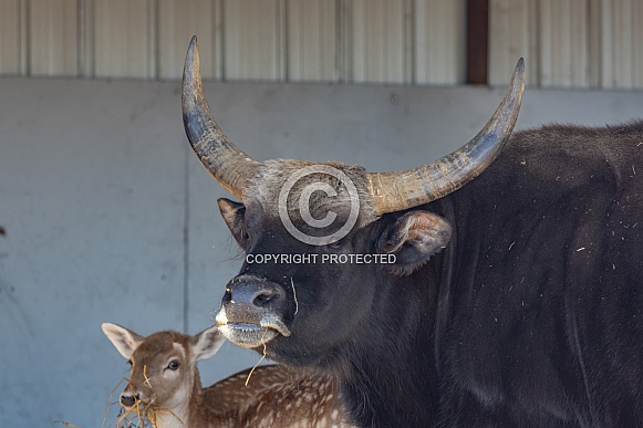 Domestic American cattle