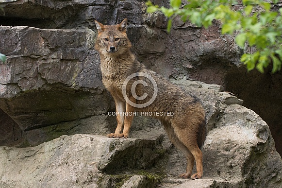 Golden Jackal (Canis Aureus) Golden Jackal (Canis Aureus)