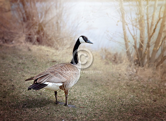 Canada Goose