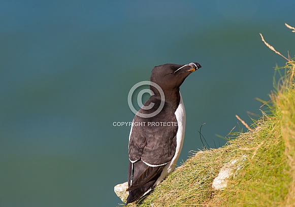 Razorbill