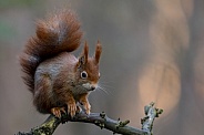 Red Squirrel in a forest