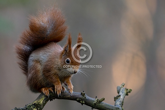 Red Squirrel in a forest Red Squirrel in a forest