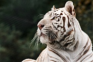 White Tiger
