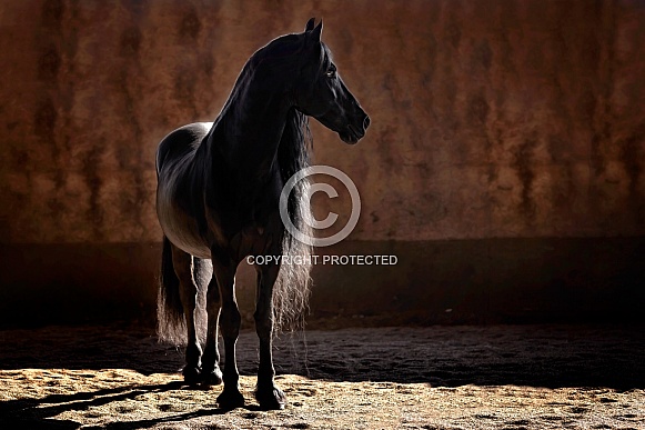 Friesian Horse--The Rapunzel of Friesians Friesian Horse--The Rapunzel of Friesians