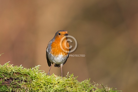 Robin