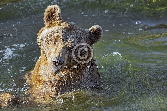 Syrian bear bathing