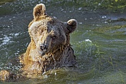 Syrian bear bathing