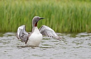 The red-throated loon or red-throated diver