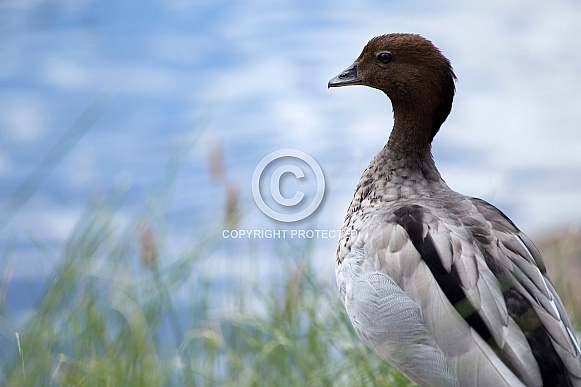 Australian wood duck