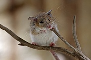 Crete spiny mouse (Acomys minous)