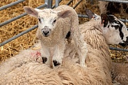 Lamb Standing On Mothers Back Looking At Camera