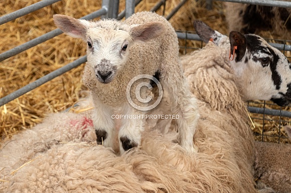 Lamb Standing On Mothers Back Looking At Camera