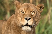 Lioness Face Shot