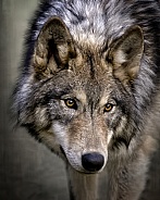 Grey Wolf-Young Wolf