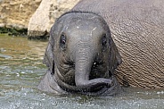 The Asian elephant (Elephas maximus)