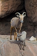 Bighorn Sheep - Lamb and Ewe