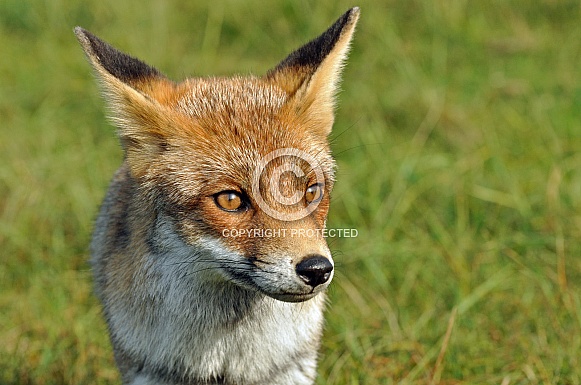 Red Fox Red Fox